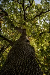 Baum im Bienwald