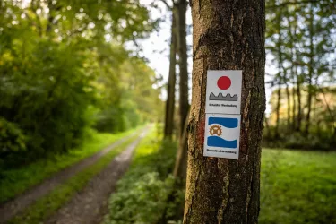 Schaidter Westwallweg im Bienwald