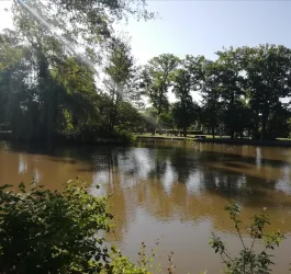 Ein ruhiger Teich umgeben von Bäumen und grüner Vegetation. Die Sonne scheint und reflektiert auf der Wasseroberfläche.