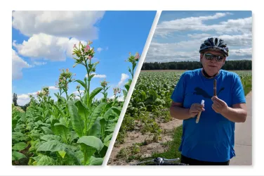 Eine Pflanze mit gelben Blüten vor einem blauen Himmel. Ein Mann in einem blauen Shirt und mit Helm hält ein Werkzeug in der Hand.