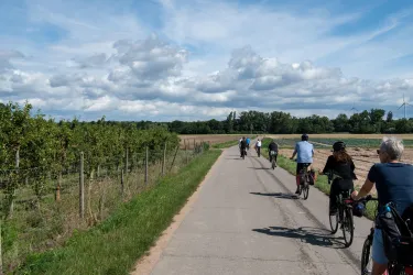 Eine Gruppe von Radfahrern fährt auf einem Straßenweg neben Weinbergen. Der Himmel ist teilweise bewölkt und es ist ein schöner, klarer Tag.
