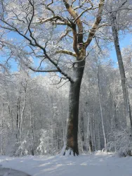 Salzleckeiche-Schnee Forstamt Bienwald