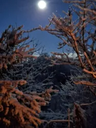 Eine verschneite Winterlandschaft mit schneebedeckten Bäumen und einem klaren Vollmond am Himmel. Der Abendhimmel ist in dunklen Blau- und Grautönen gehalten.