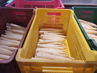 Spargel Hofmarkt Zapf, Kandel