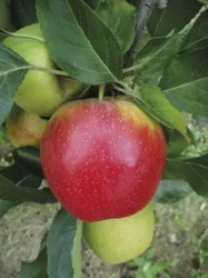 Apfel (© H.B.C. GbR)