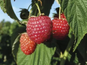 Himbeeren (© H.B.C. GbR)