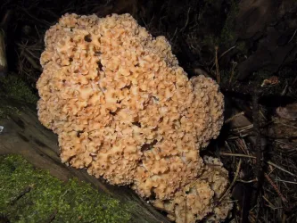 Ein großer, pilzähnlicher Organismus mit einer welligen, beigen Oberfläche. Er wächst auf Holz mit grüner Moosbedeckung im Wald.