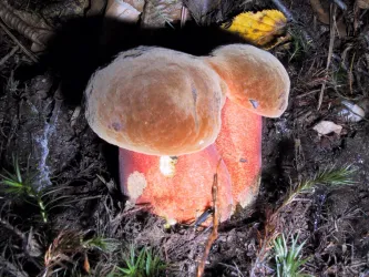 Ein Pilz mit einem runden, braunen Hut und einem roten Stiel wächst im Wald. Er steht auf dem feuchten Boden zwischen kleinen grünen Pflanzen.