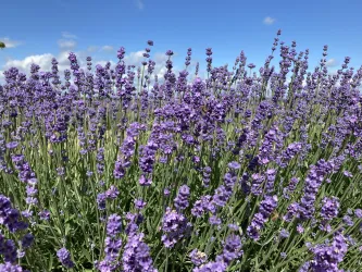 Ein Lavendelfeld mit leuchtend lilanen Blüten und grünem Gras. Der Himmel ist blau und klar.
