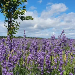 Ein Lavendelfeld mit vielen lila Blüten und einem Baum im Hintergrund. Der Himmel ist klar und hat einige Wolken.