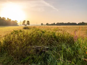 Eine malerische Wiese bei Sonnenaufgang mit sanften Hügeln und Bäumen im Hintergrund. Das Licht schafft eine ruhige Atmosphäre in der Natur.