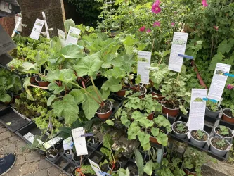 Eine Vielzahl von Pflanzen in Töpfen steht auf einem Tisch. Die Pflanzen sind mit Etiketten gekennzeichnet, die Informationen über sie enthalten.