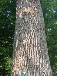 Oskar_Boehm_Eiche_im_Bienwald
