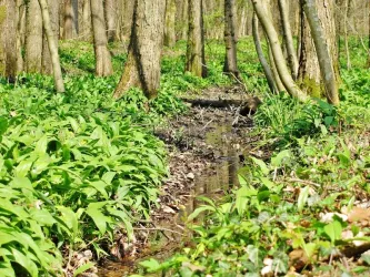 Dem Frühling auf der Spur©Dr._Astrid_Schnakenberg
