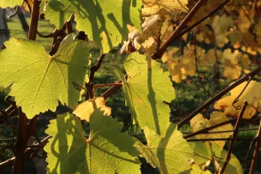 Nahaufnahme Blätter und Trauben im Herbst (© Petra Steinmetz)