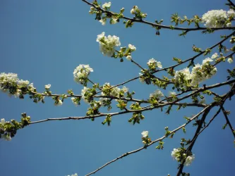 Blühende Zweige mit weißen Blumen vor einem klaren blauen Himmel. Die Szenerie strahlt Frühlingsfreude aus.