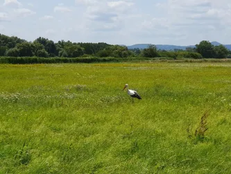 Ein Storch steht in einer grünen Wiese unter einem bewölkten Himmel. Die Landschaft ist weitläufig und von Bäumen umgeben.