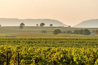 Abendstimmung im Weinland mit Blick auf die Haardt