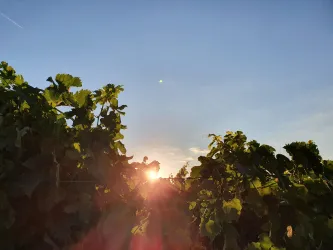 Abendstimmung in den Freckenfelder Weinbergen