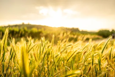 Goldene Ähren im Sonnenuntergang