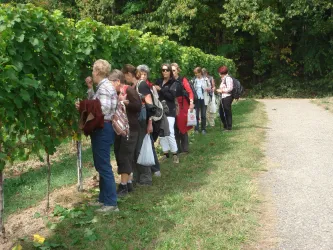 Wein-und KastanienIV 006