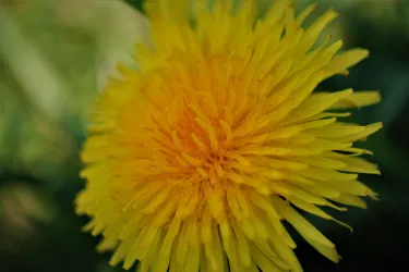 Eine leuchtend gelbe Löwenzahnblüte auf grünem Hintergrund. Die Blüte hat viele feine, längliche Blütenblätter.