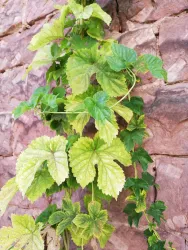 Bierprobierwanderung22_1