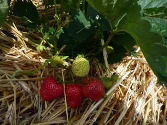 reife_Erdbeeren (© Waltraud Triem)