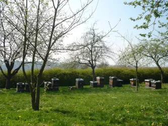 Bienengarten