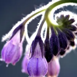Ein schöner Nahaufnahme von lila Blumen mit zarten Blüten. Die Blüten hängen elegant an einem dünnen Stängel.
