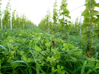 Weingut Jens Christmann Bild 1