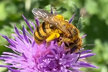 Eine Biene sitzt auf einer lila Blüte. Die Farben sind lebhaft und die Blüte hat viele zarte, auffällige Blütenblätter.