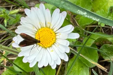 Eine Wiese mit einem Gänseblümchen und einem kleinen Insekt auf der Blüte. Die Blume hat weiße Blütenblätter und eine gelbe Mitte.