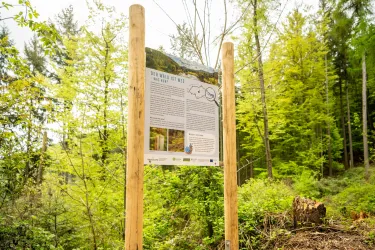 Ein Informationsschild im Wald, umgeben von grünen Bäumen. Das Schild enthält Text und Bilder über einen Wanderweg.