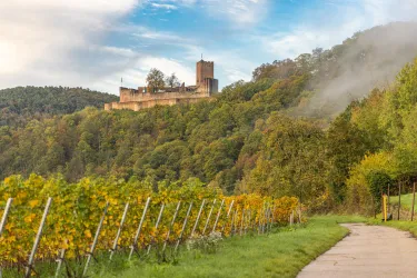 Eine beeindruckende Burg thront auf einem Hügel, umgeben von üppigen Bäumen. Im Vordergrund erstrecken sich Weinreben entlang eines Weges.
