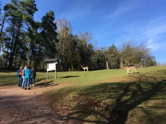 Parkrunde mit Infotafel zum im Hintergrund freilaufenden Damwild. Vor der Infotafel stehen vier Besucher.