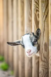 Eine junge Ziege guckt mit ihrem weiß-braunen Köpfchen aus dem Holzzaun in Richtung Fotograf