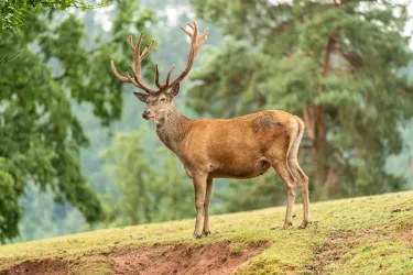p>Seitlich stehender Hirsch im Wildtierpark. Im Hintergrund Nadelbäume. </p>