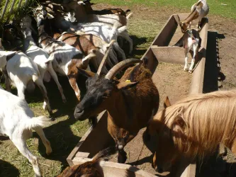 Mehrere weiße und braune Ziegen und ein braunes Pony am Futtertrog im Streichelzoo des Wildparks.