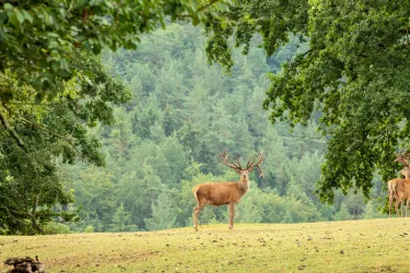 Wildpark Silz (© Verein SÜW Annweiler e.V., Dominik Ketz)