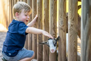 Ein kleines Kind streichelt eine Ziege durch einen Holzzaun. Beide haben sichtbaren Spaß miteinander.