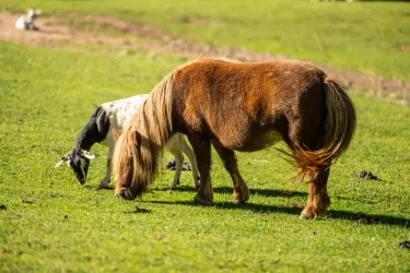 Zwei Tiere fressen auf einer grünen Wiese. Ein ponyartiges Tier mit braunem Fell steht daneben einer schwarz-weißen Ziege.