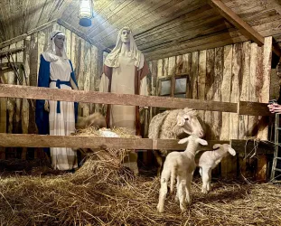 Advent im Schafstall