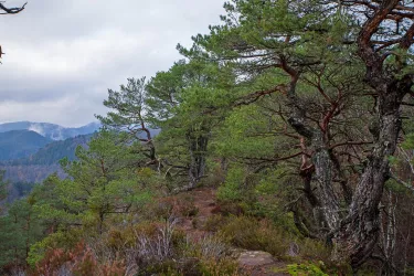 Eichelberg in Busenberg (© Andreas Winnwa)