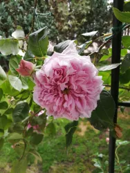 Eine schöne rosa Blume mit vielen Blütenblättern steht in einem Garten. Im Hintergrund sind grüne Blätter zu sehen.