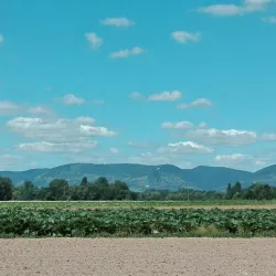 Eine weitläufige Landschaft mit Feldern und sanften Hügeln im Hintergrund. Der Himmel ist blau mit einigen Wolken.