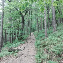 Ein ruhiger Waldweg umgeben von hohen Bäumen und dichtem Grün. Die Atmosphäre ist friedlich und einladend.