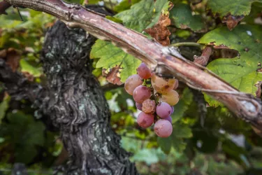 Weinreben_Ältester Weinberg