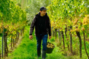 Weinberge_Weinlese (© Timo Melk)