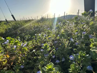 Ein Feld mit grünen Pflanzen und kleinen blauen Blumen. Die Sonne scheint hell im Hintergrund.